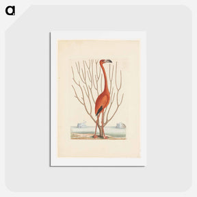 アートポストカード-Flamingo
 - マーク ケイツビー Postcard.