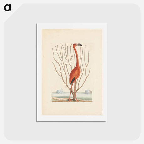 アートポストカード-Flamingo
 - マーク ケイツビー Postcard.