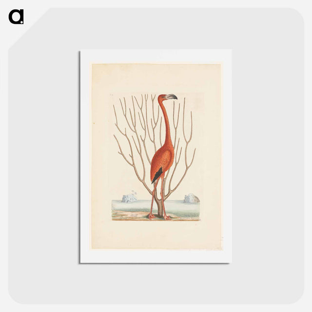 アートポストカード-Flamingo
 - マーク ケイツビー Postcard.