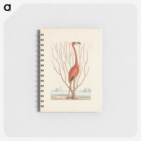 1-3_Mark-Catesby_memo