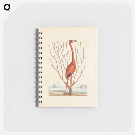 アートメモ帳-Flamingo
 - マーク ケイツビー Memo.
