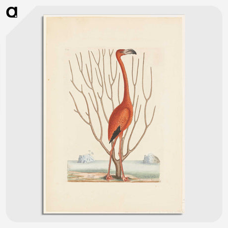 1-3_Mark-Catesby_picture-crop