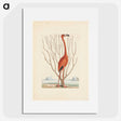 1-3_Mark-Catesby_picture