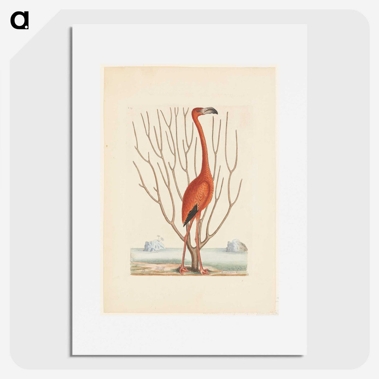 1-3_Mark-Catesby_picture