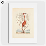 1-3_Mark-Catesby_picture