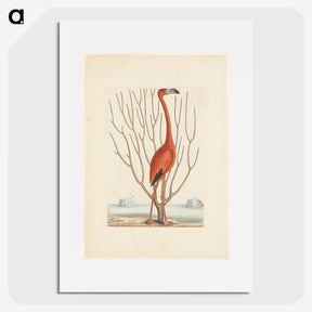 1-3_Mark-Catesby_picture
