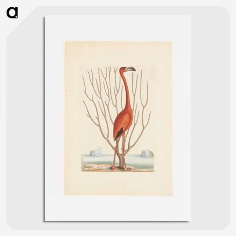 1-3_Mark-Catesby_picture
