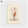 1-3_Mark-Catesby_postcard