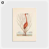 アートポストカード-Flamingo
 - マーク ケイツビー Postcard.