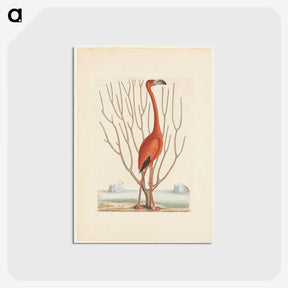 1-3_Mark-Catesby_postcard