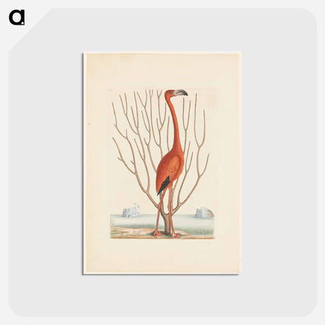 アートポストカード-Flamingo
 - マーク ケイツビー Postcard.
