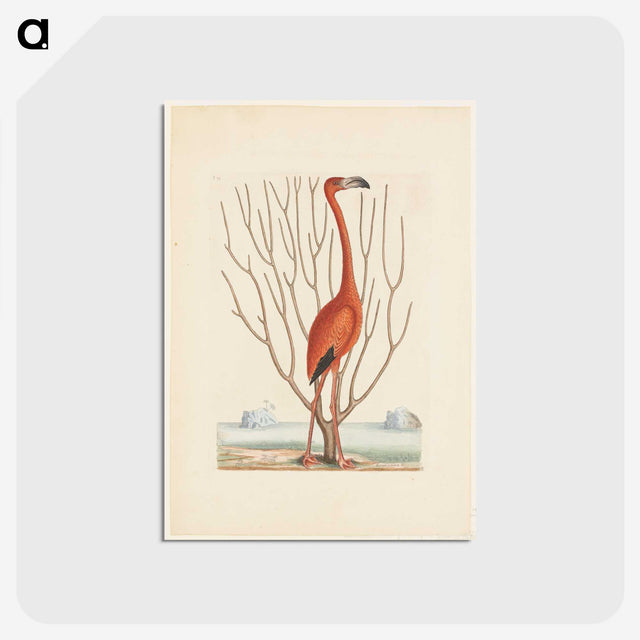 1-3_Mark-Catesby_postcard