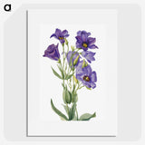 1-3_Mary-Vaux-Walcott_picture