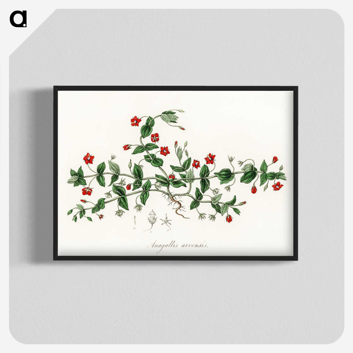 1-3_Medical-Botany_blk-crop