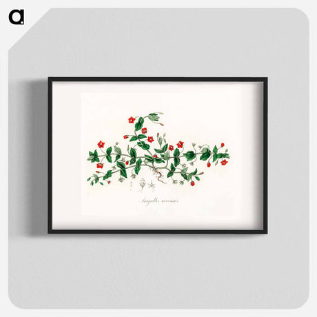 アートポスター-Scarlet Pimpernel Illustration
 - 薬用植物学 Poster.