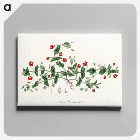 1-3_Medical-Botany_canvas