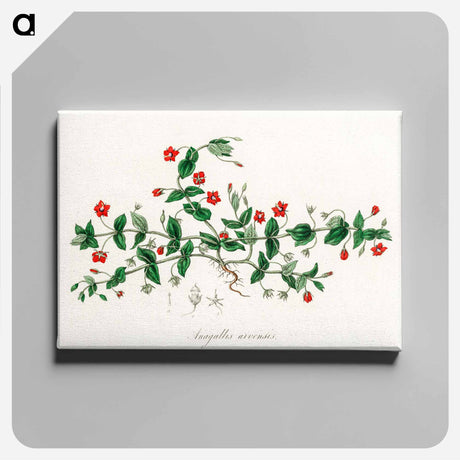 アートパネル-Scarlet Pimpernel Illustration
 - 薬用植物学 Canvas.