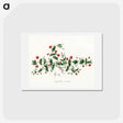 1-3_Medical-Botany_hagaki