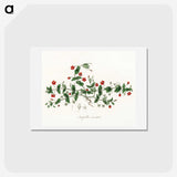 1-3_Medical-Botany_hagaki