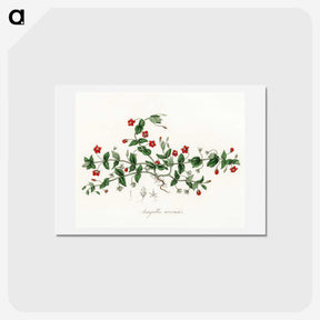 1-3_Medical-Botany_hagaki