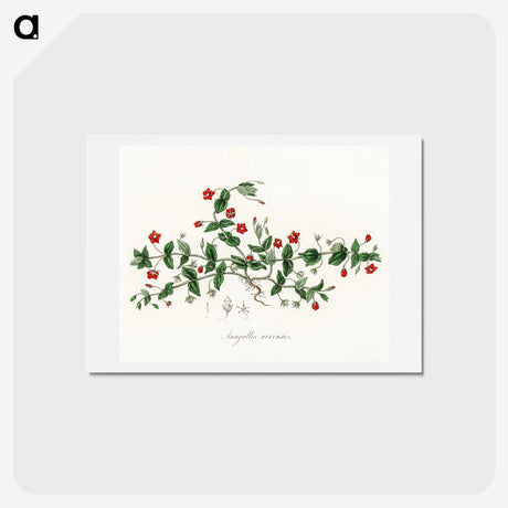 1-3_Medical-Botany_hagaki