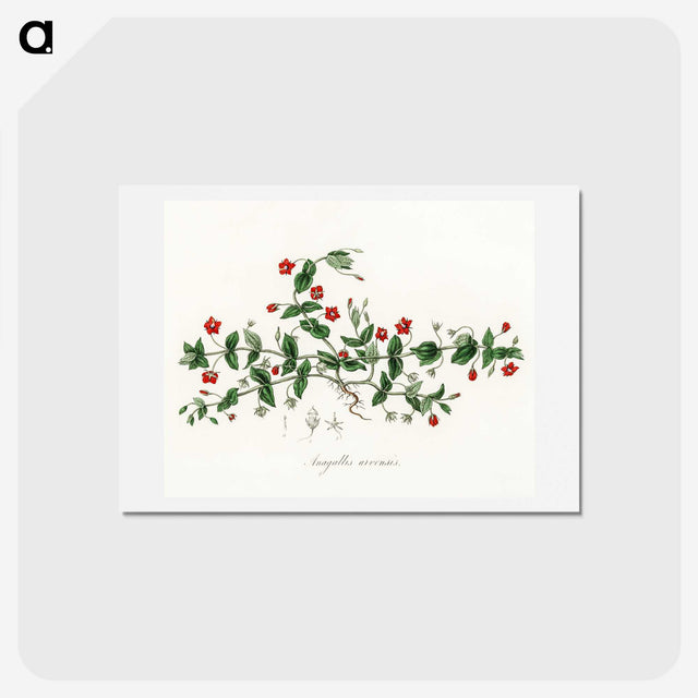 1-3_Medical-Botany_hagaki
