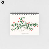 アートメモ帳-Scarlet Pimpernel Illustration
 - 薬用植物学 Memo.