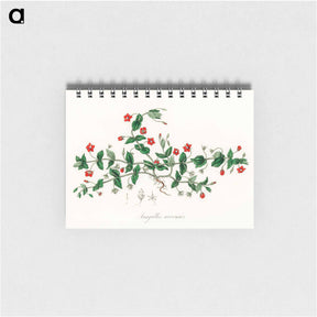 アートメモ帳-Scarlet Pimpernel Illustration
 - 薬用植物学 Memo.
