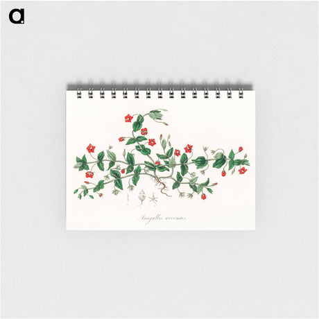 アートメモ帳-Scarlet Pimpernel Illustration
 - 薬用植物学 Memo.