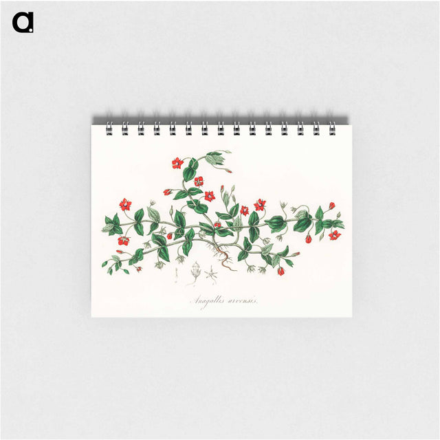 アートメモ帳-Scarlet Pimpernel Illustration
 - 薬用植物学 Memo.
