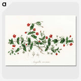 1-3_Medical-Botany_picture-crop