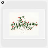 1-3_Medical-Botany_picture