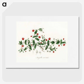 1-3_Medical-Botany_picture
