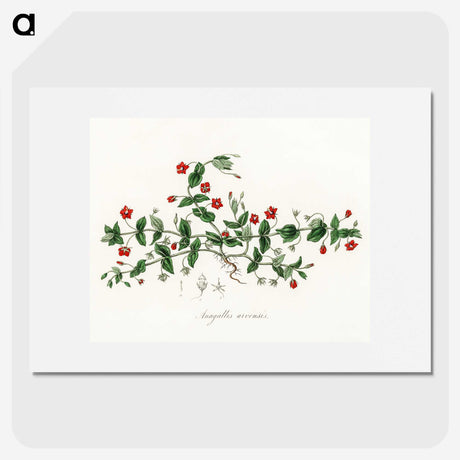 1-3_Medical-Botany_picture