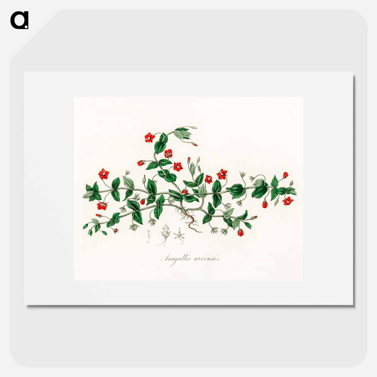 アートポスター-Scarlet Pimpernel Illustration
 - 薬用植物学 Poster.