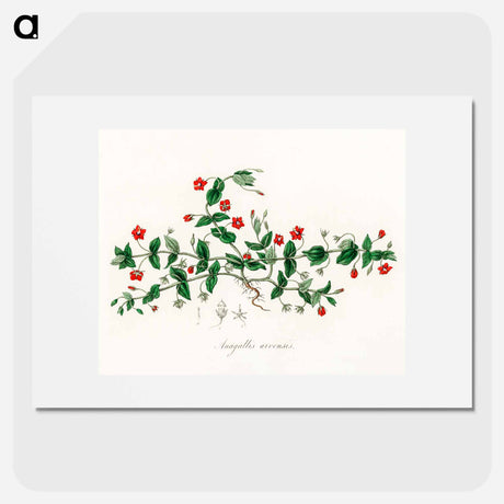 アートポスター-Scarlet Pimpernel Illustration
 - 薬用植物学 Poster.