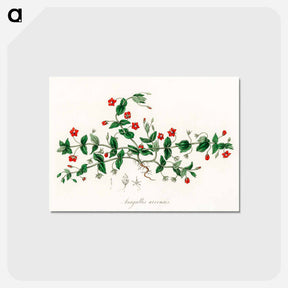 アートポストカード-Scarlet Pimpernel Illustration
 - 薬用植物学 Postcard.