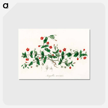 アートポストカード-Scarlet Pimpernel Illustration
 - 薬用植物学 Postcard.
