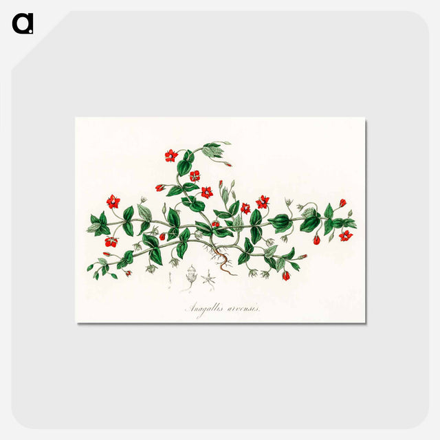 アートポストカード-Scarlet Pimpernel Illustration
 - 薬用植物学 Postcard.