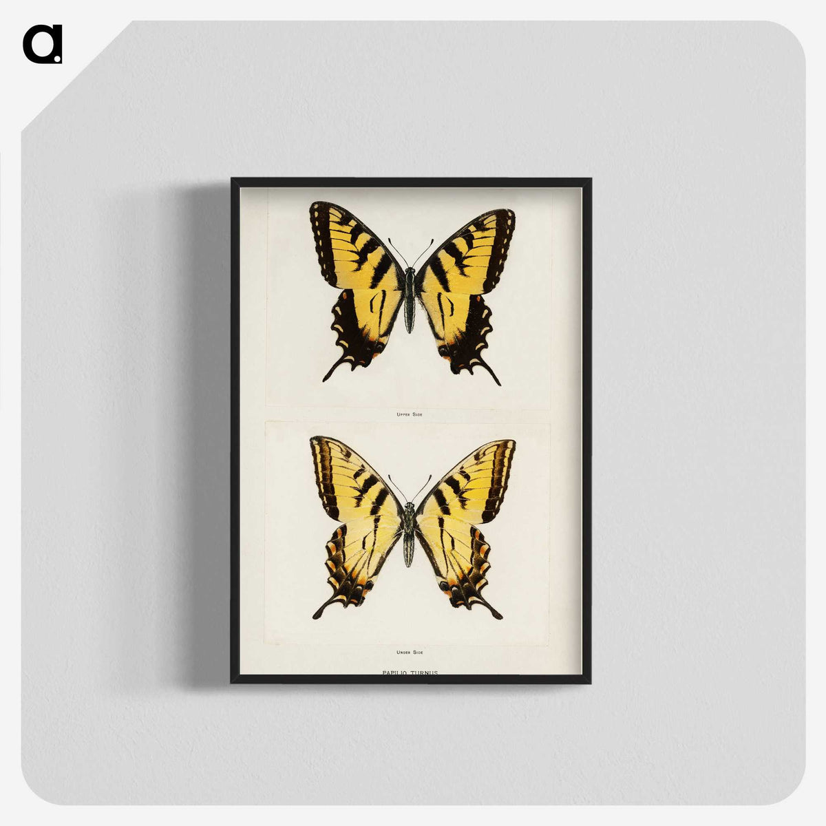 1-3_Moths-and-Butterflies-of-the-United-States_blk-crop