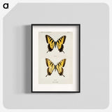 1-3_Moths-and-Butterflies-of-the-United-States_blk