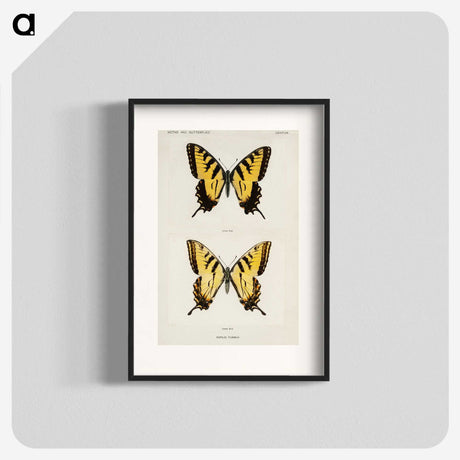 1-3_Moths-and-Butterflies-of-the-United-States_blk