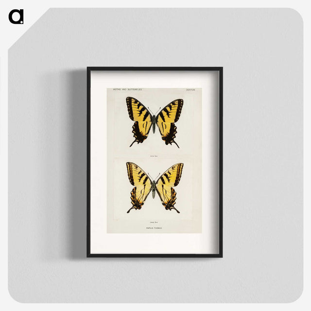 1-3_Moths-and-Butterflies-of-the-United-States_blk