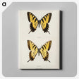 1-3_Moths-and-Butterflies-of-the-United-States_canvas