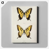 1-3_Moths-and-Butterflies-of-the-United-States_canvas