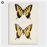1-3_Moths-and-Butterflies-of-the-United-States_picture-crop