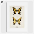 1-3_Moths-and-Butterflies-of-the-United-States_picture