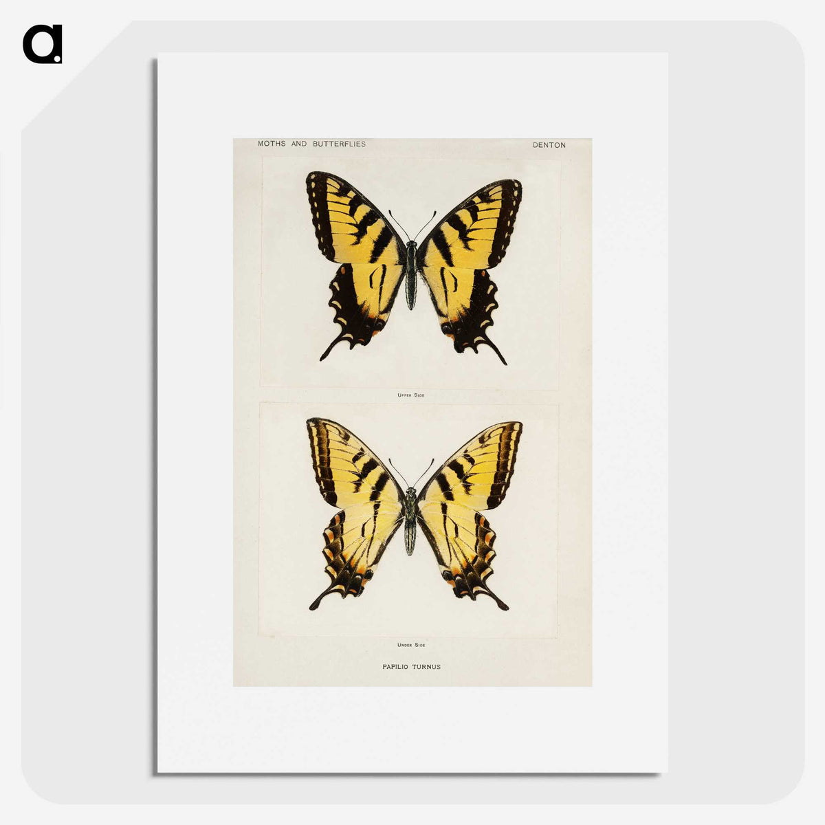 1-3_Moths-and-Butterflies-of-the-United-States_picture