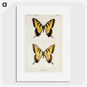 1-3_Moths-and-Butterflies-of-the-United-States_picture