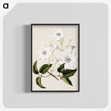 1-3_Native-Flowering-Plants-of-New-Zealand_blk-crop
